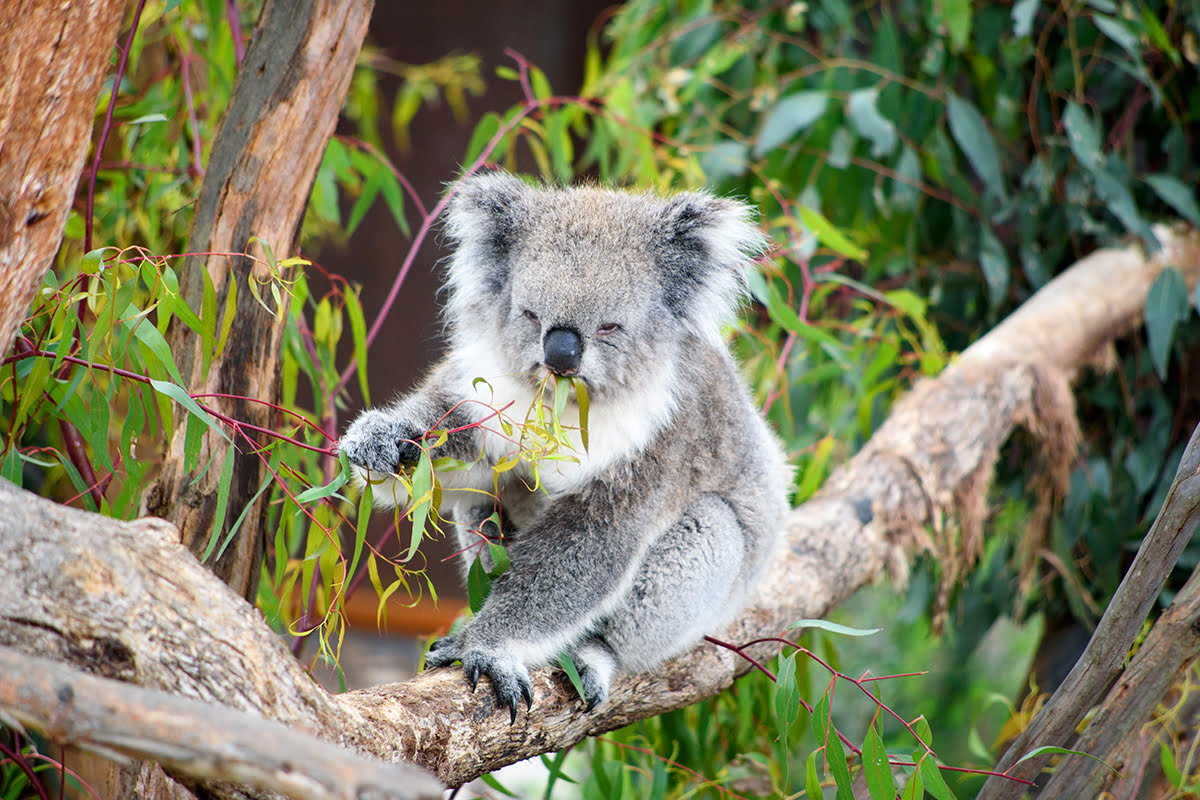 lone pine koala sanctuary-Brisbane=Koala eating leaves