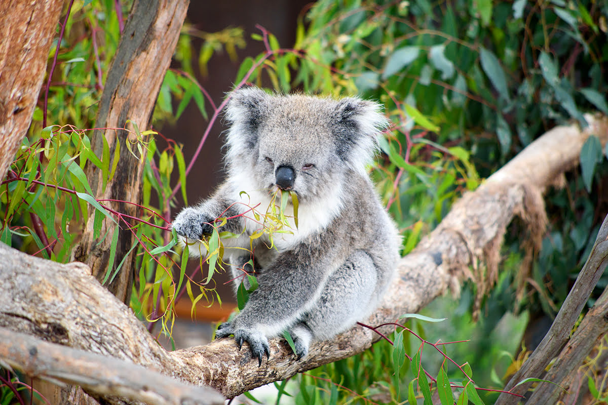 Sanctuaire de koalas de Lone Pine