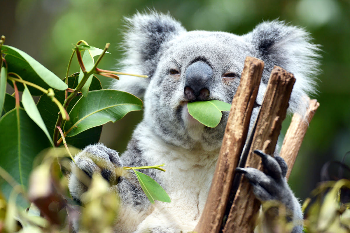 lone pine koala sanctuary-Brisbane-Koala on a tree