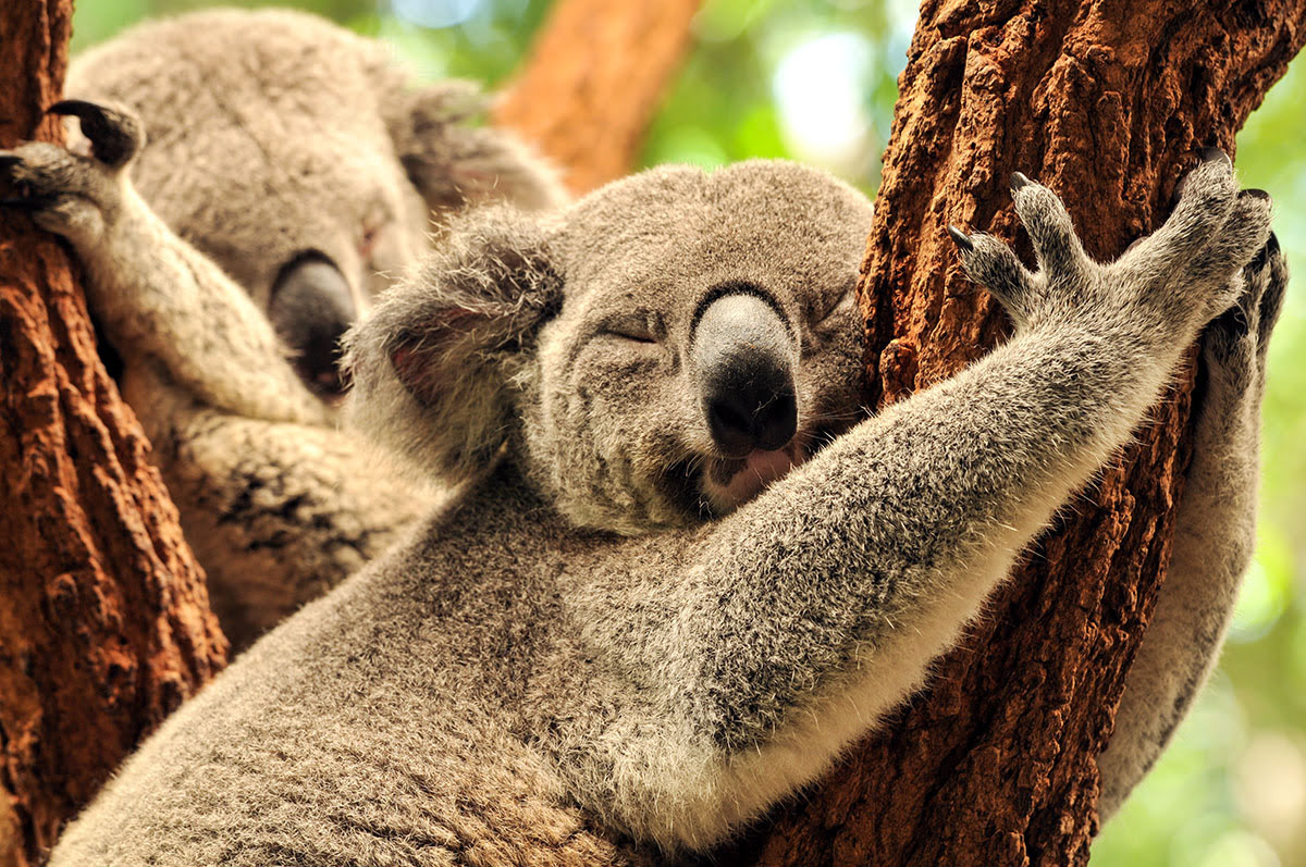 Brisbane attractions-Queensland-activities-Lone Pine Koala Sanctuary