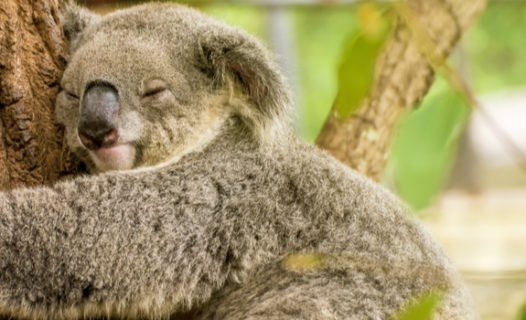 Koala Bear Sanctuary — The Traveling American