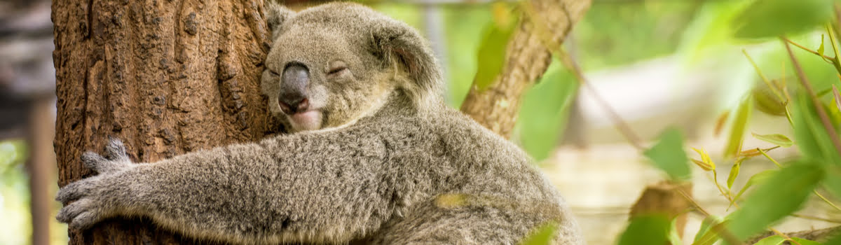 Lone Pine Koala Sanctuary-Featured photo-Koala on a tree