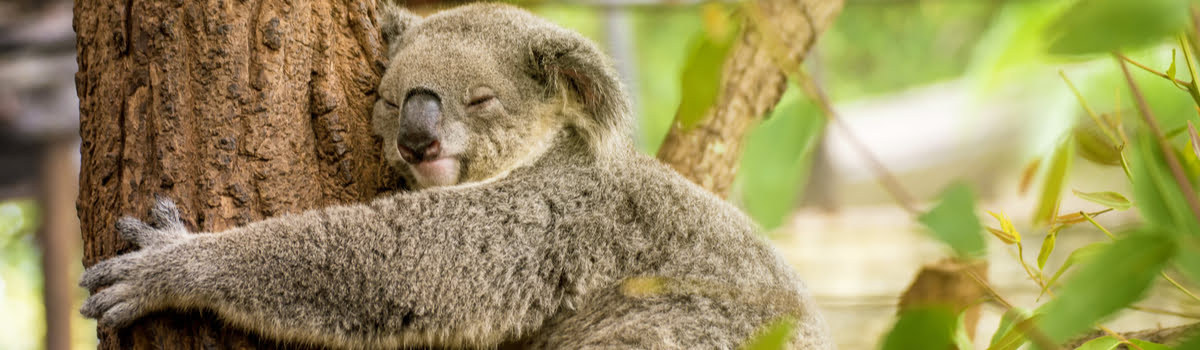 Lone Pine Koala Sanctuary | Hours & Tickets for Brisbane’s Wildlife Park background image