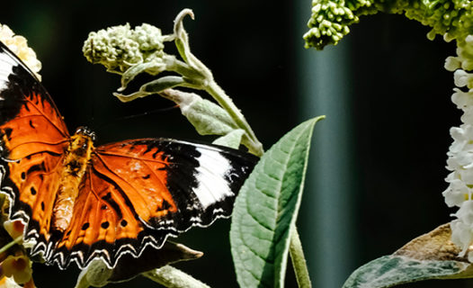 Melbourne Zoo Guide | Hours, Ticket Prices & Animal Exhibits at Royal Park