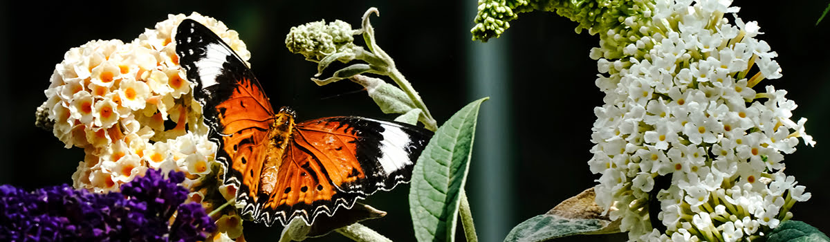 Melbourne Zoo Guide | Hours, Ticket Prices & Animal Exhibits at Royal Park background image