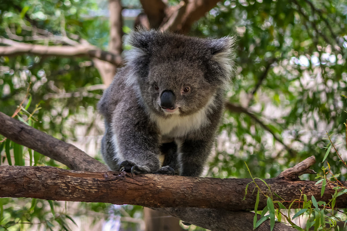 Melbourne Zoo-Koala