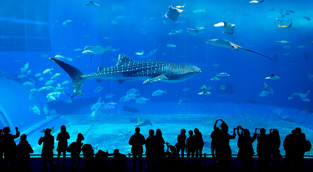 Things to do in Okinawa-activities-Churaumi Aquarium
