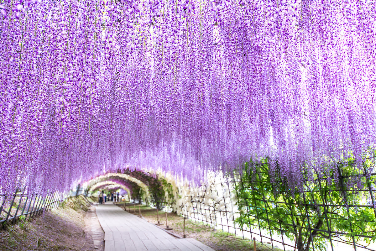 Day trips from Fukuoka-tours-Japan-Kitakyushu-Kawachi Wisteria Garden