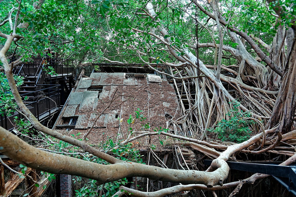 Day trips from Kaohsiung-Taiwan-travel-Tainan-Anping Tree House