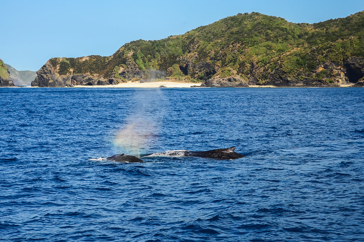 일본 오키나와 자마미 섬에서 고래 관찰하기