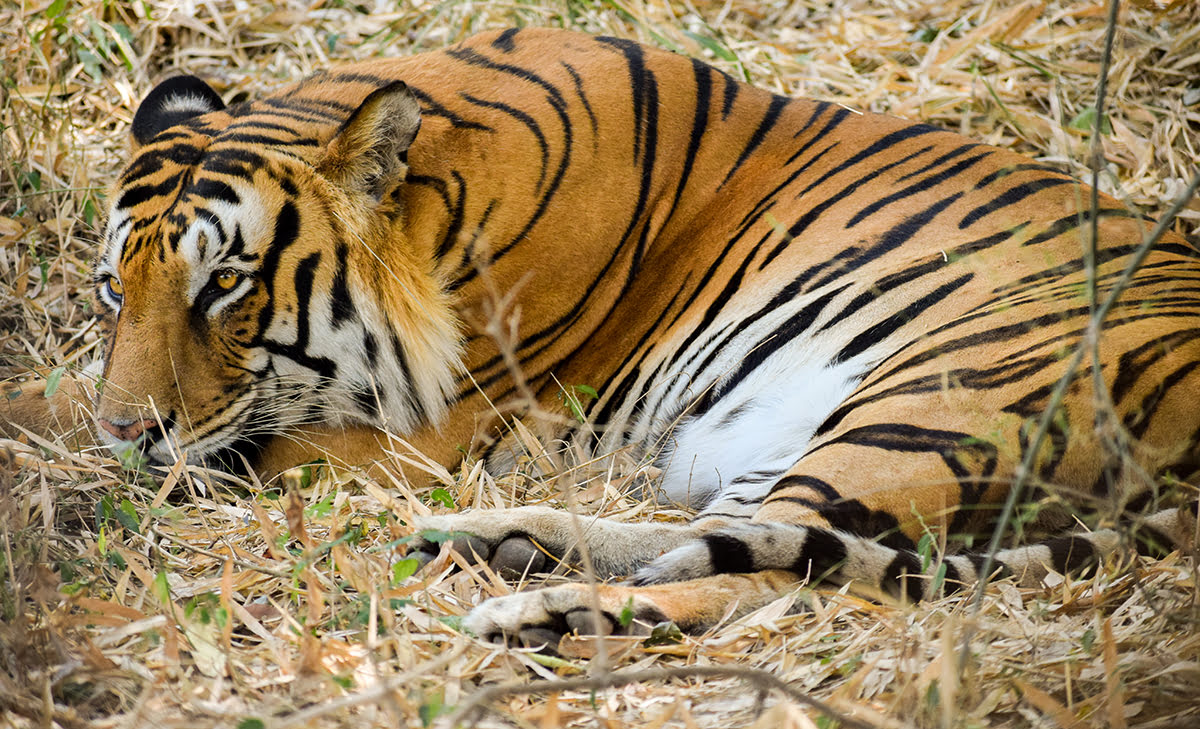 Bannerghatta National Park, Bangalore, India Bannerghatta National Park, Bangalore, India