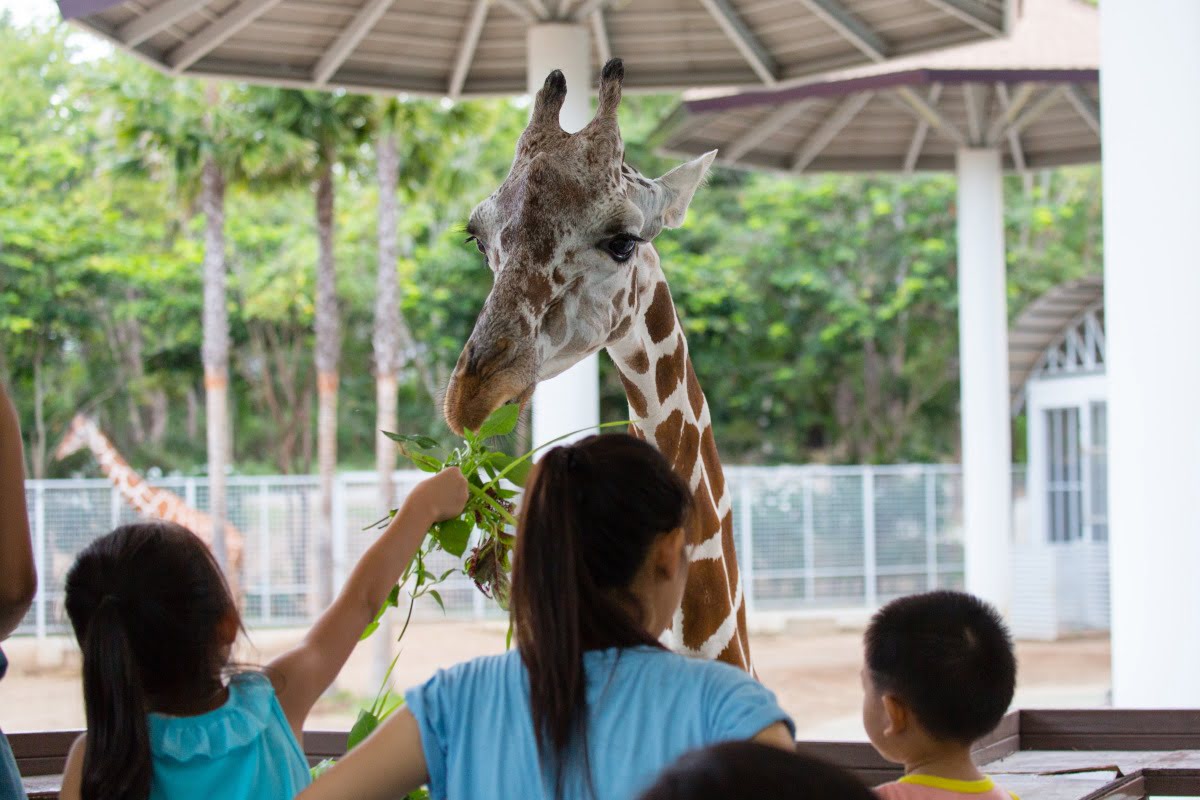 Things to do-Chiang Mai-Night Safari