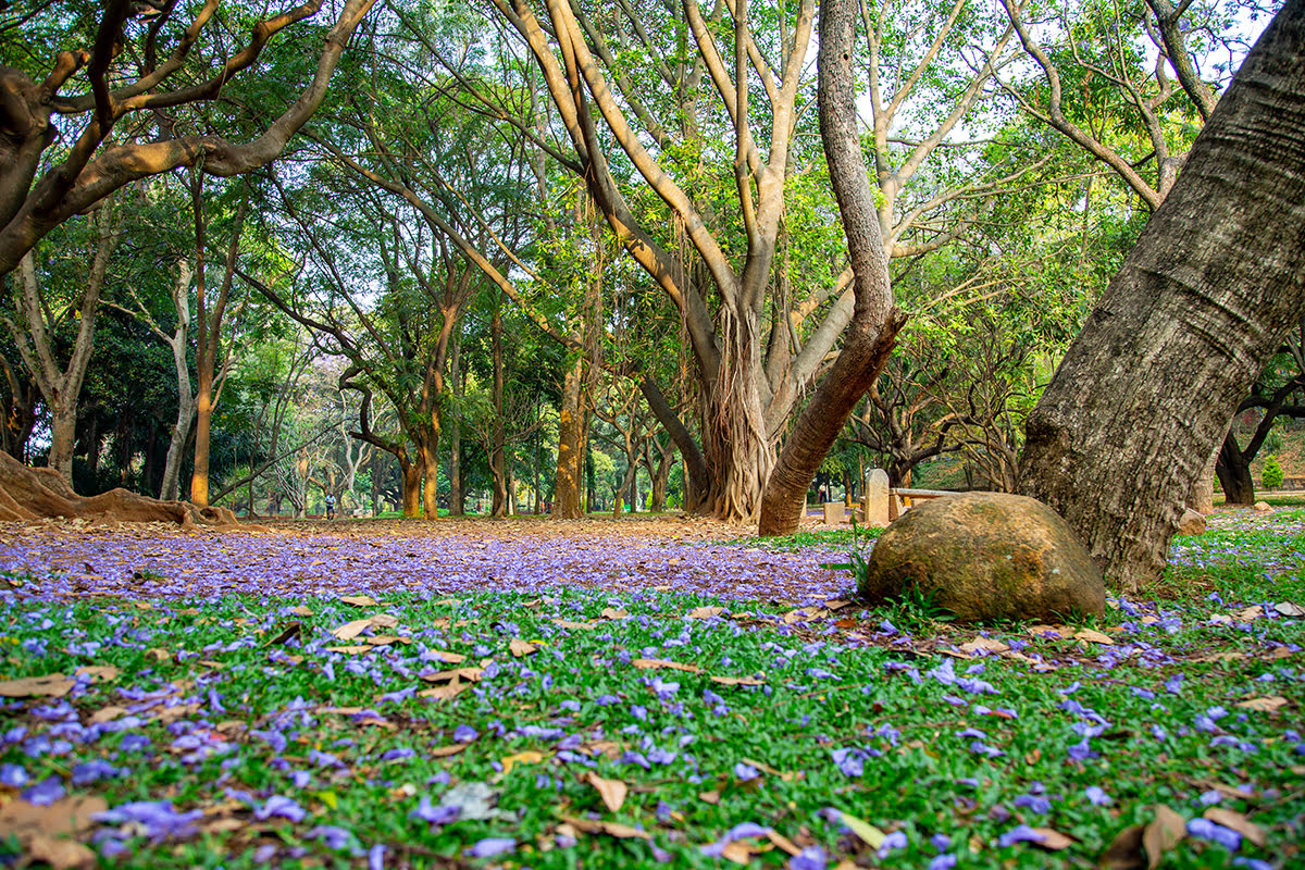 Taman Cubbon di Bangalore, India Taman Cubbon di Bangalore, India