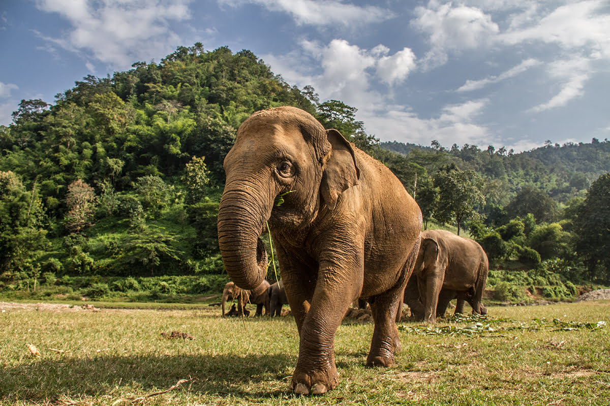태국 치앙마이의 코끼리 보호구역