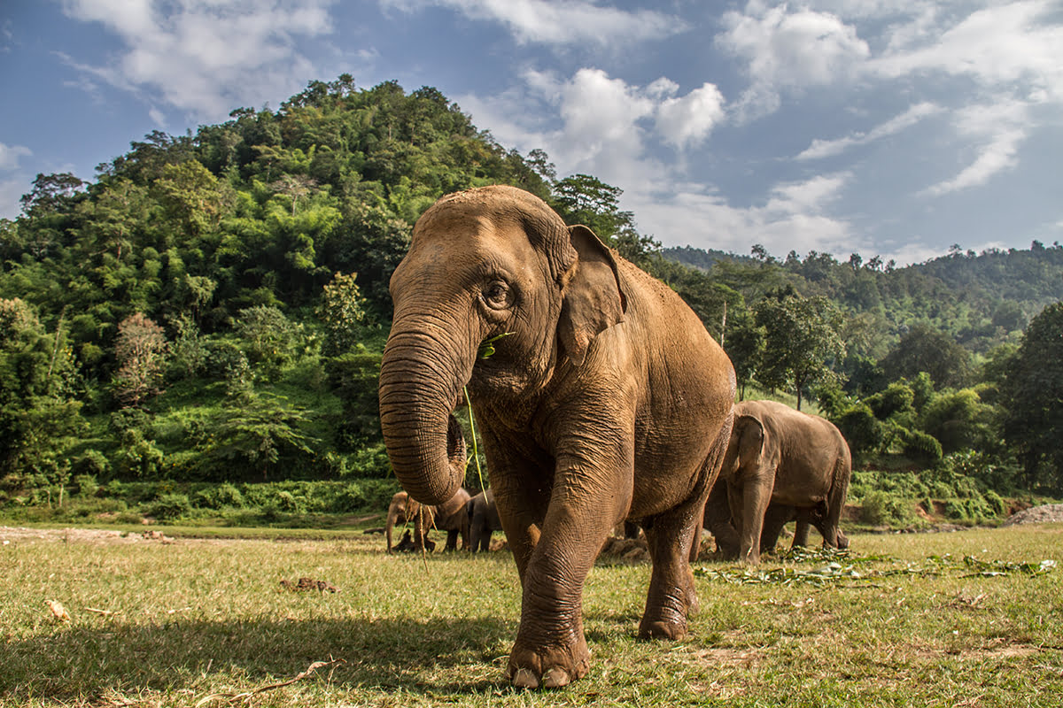 Khu bảo tồn voi ở Chiang Mai, Thái Lan