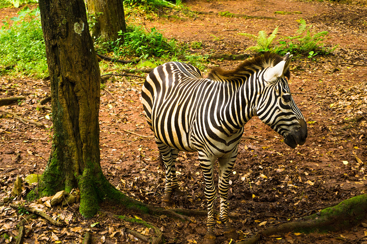 Ragunan Zoo Ragunan Zoo