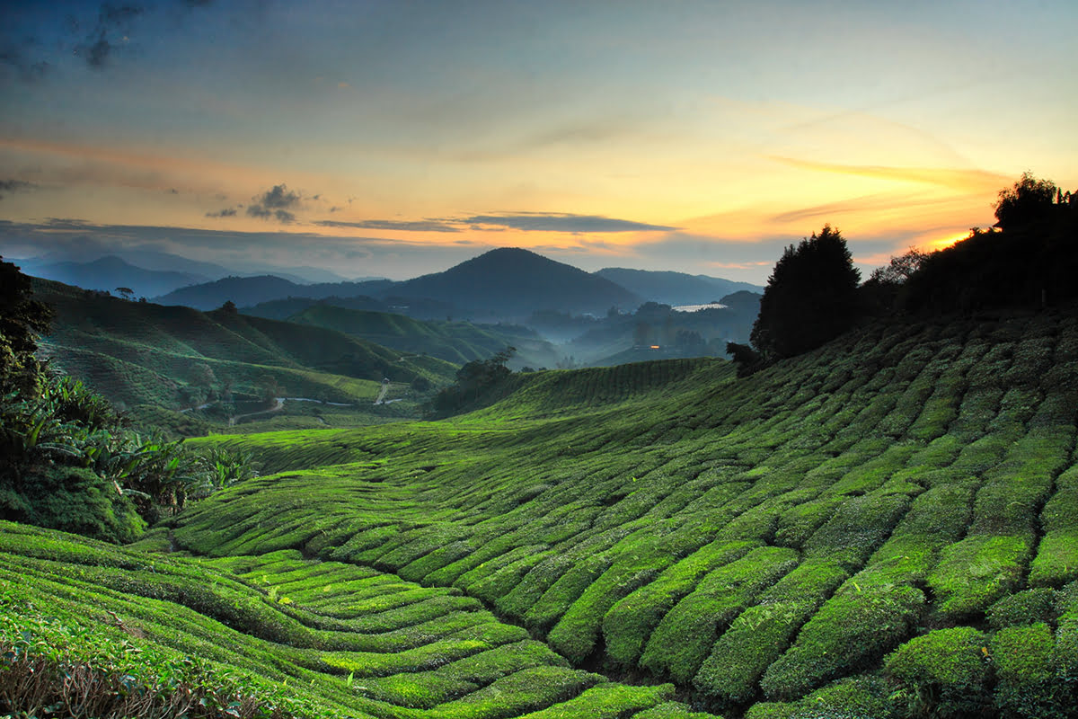 Ladang Teh BOH, Cameron Highlands, Malaysia