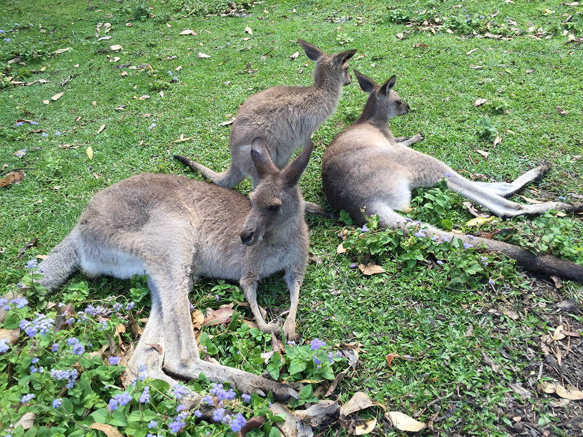 Things to do in Gold Coast-activities-attractions-Currumbin Wildlife Sanctuary