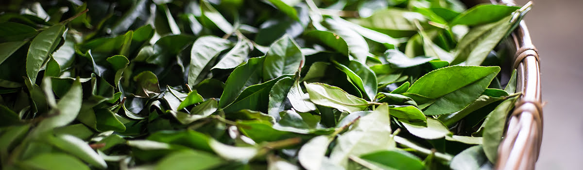 Shopping in Taitung | Where to Buy Fun Souvenirs, Local Tea & Coffee + Snacks