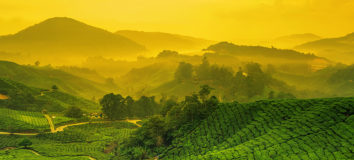 Cameron Highlands, Malaysia