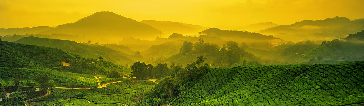 What to Do in Cameron Highlands | Tour Tea Fields &#038; Strawberry Farms!