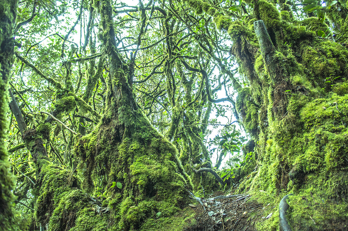 Hutan Berlumut, Cameron Highlands, Malaysia