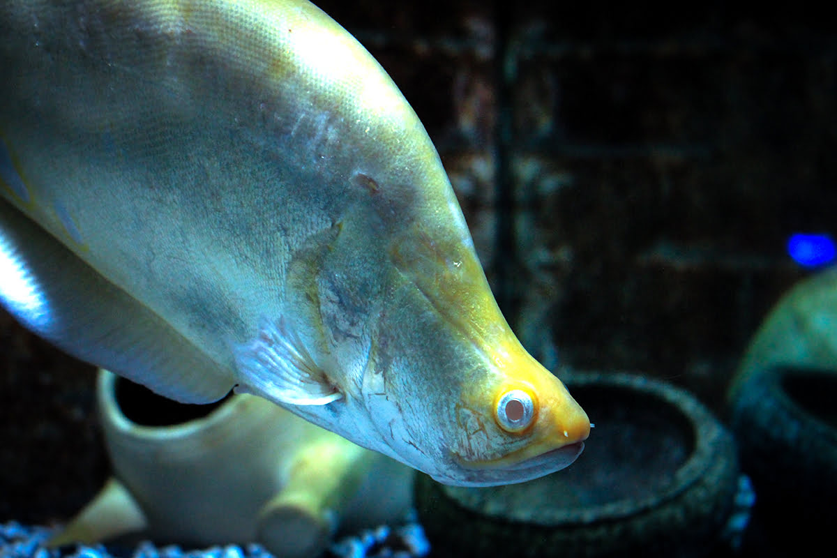 Lapangan terbang Pulau Pinang-antarabangsa-penerbangan-ketibaan-keberangkatan-Penang Aquarium