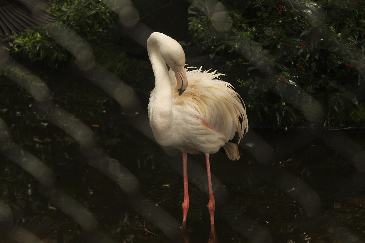 Bandung airport-hotels near-travel-Indonesia-Cihampelas Walk-zoo