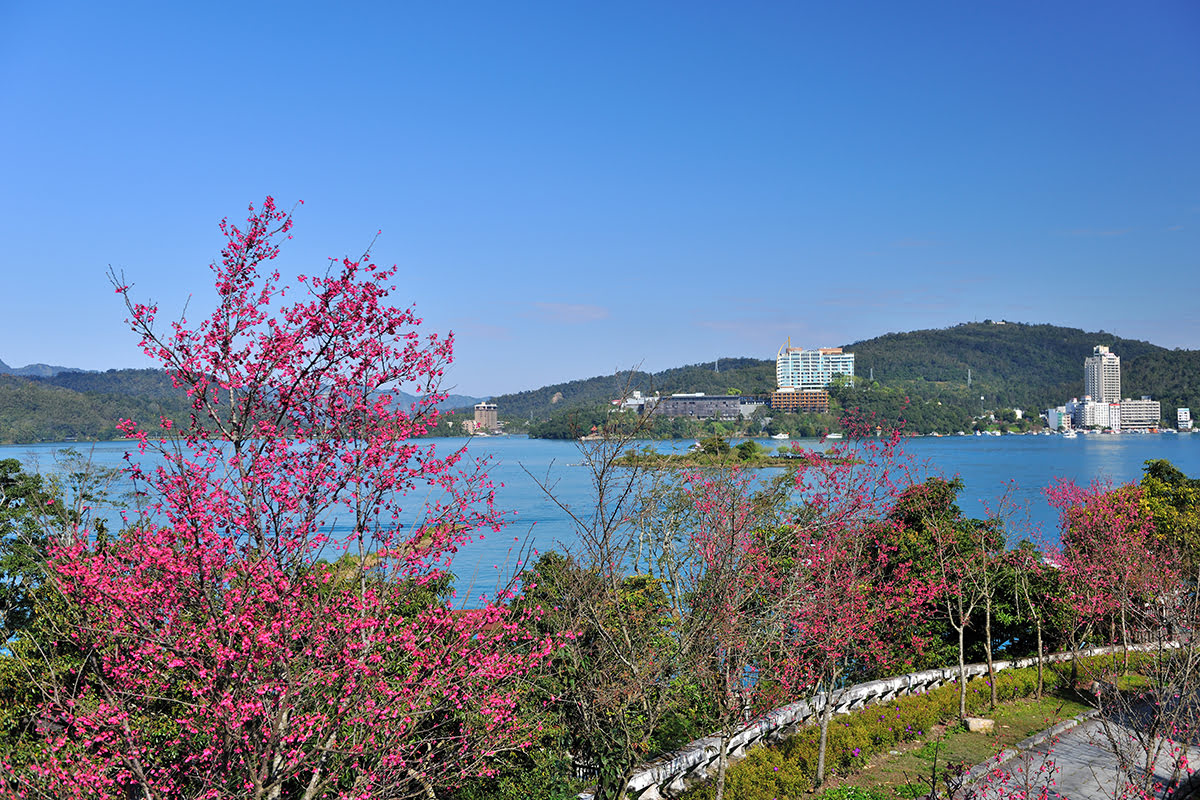 إزهار الكرز في بحيرة صن مون، نانتو، تايوان