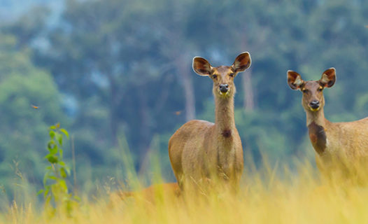 Things to Do in Khao Yai National Park | Kid-Friendly & Adult Activities