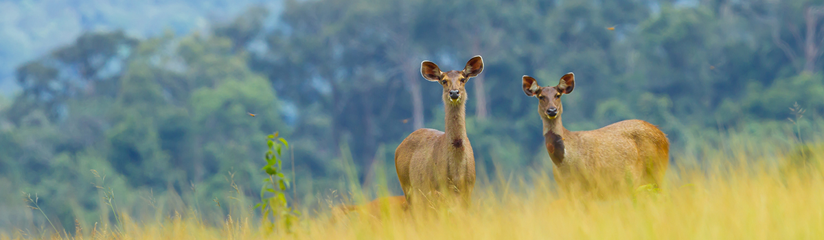 Things to Do in Khao Yai National Park | Kid-Friendly &#038; Adult Activities