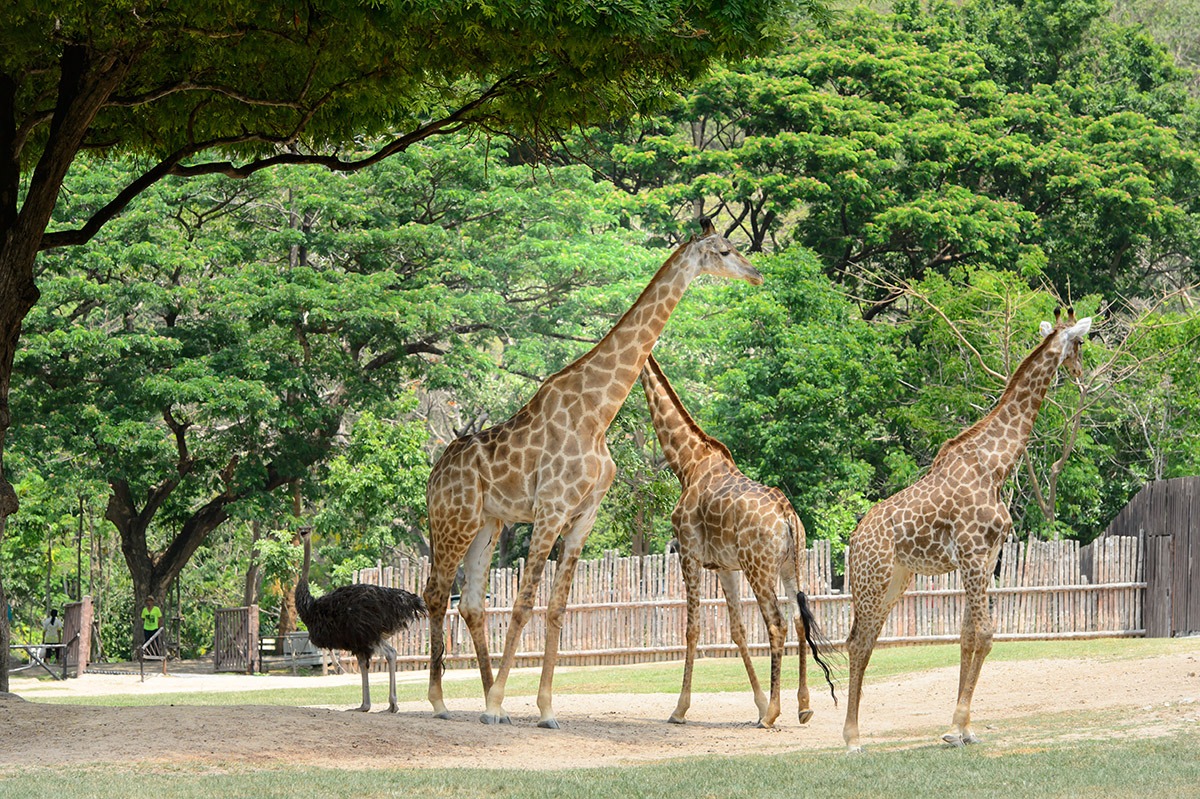 Kebun Binatang Terbuka Khao Kheow, Chonburi, Thailand