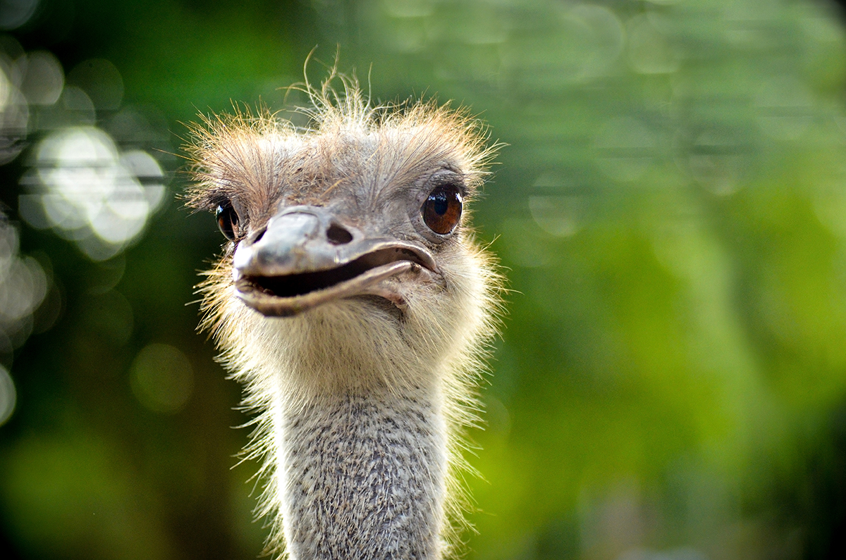 What to do in Port Dickson-things to do-attractions-P.D. Ostrich Show Farm