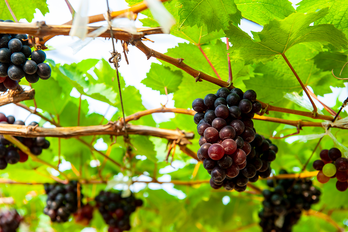 vignoble à Kao Yai