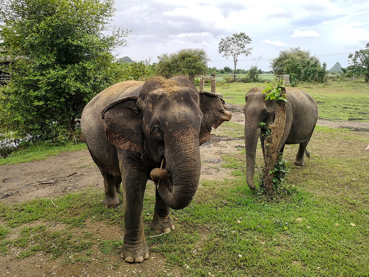Things to do in Kanchanaburi-activities-tourist attractions-Elephants World