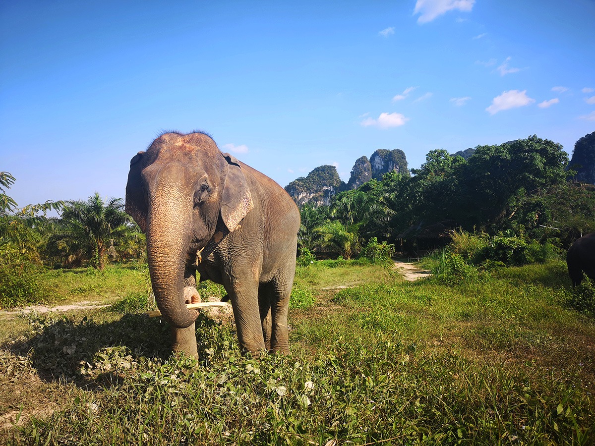 Things to do in Krabi-attractions-Krabi Elephant Sanctuary