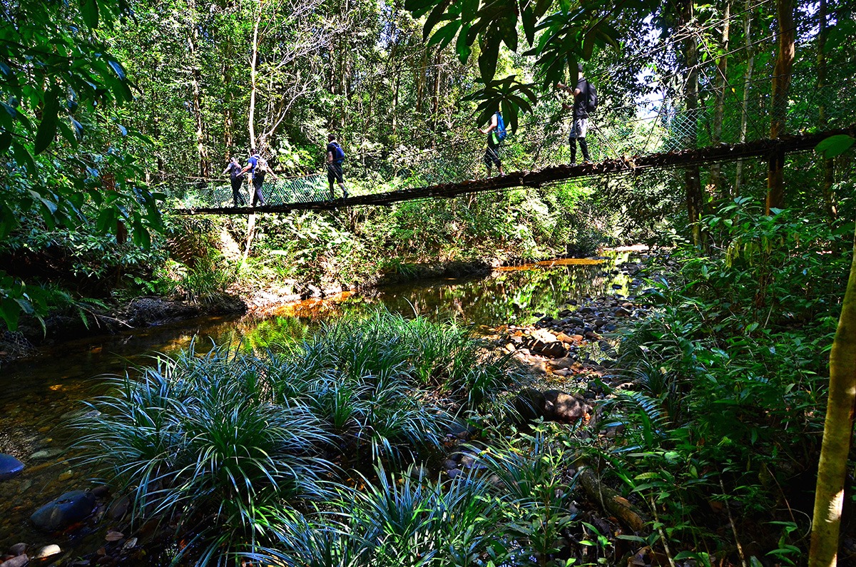 Parc national de Kubah. Kuching, Sarawak, Malaisie