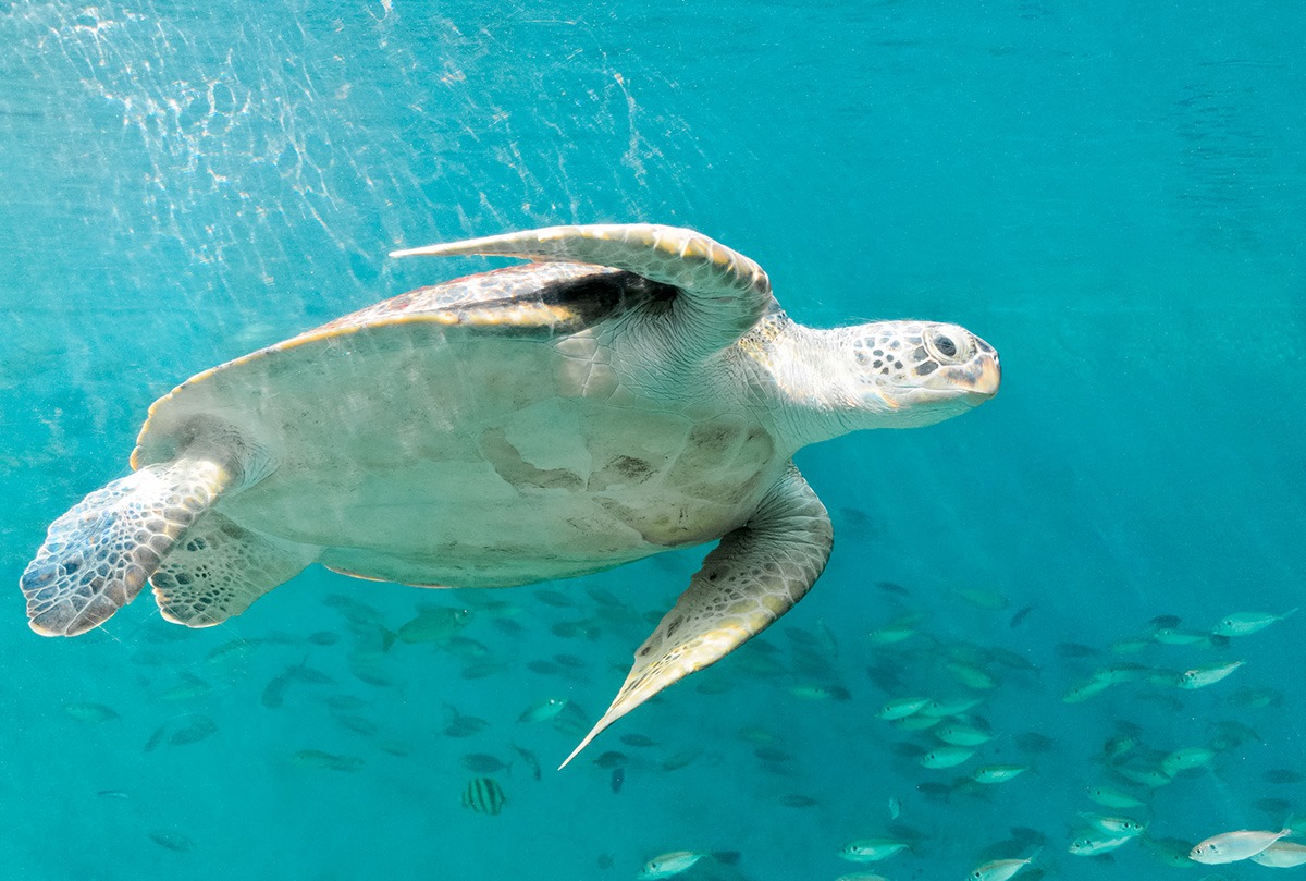 Rayong-Aquarium Rayong-Aquarium