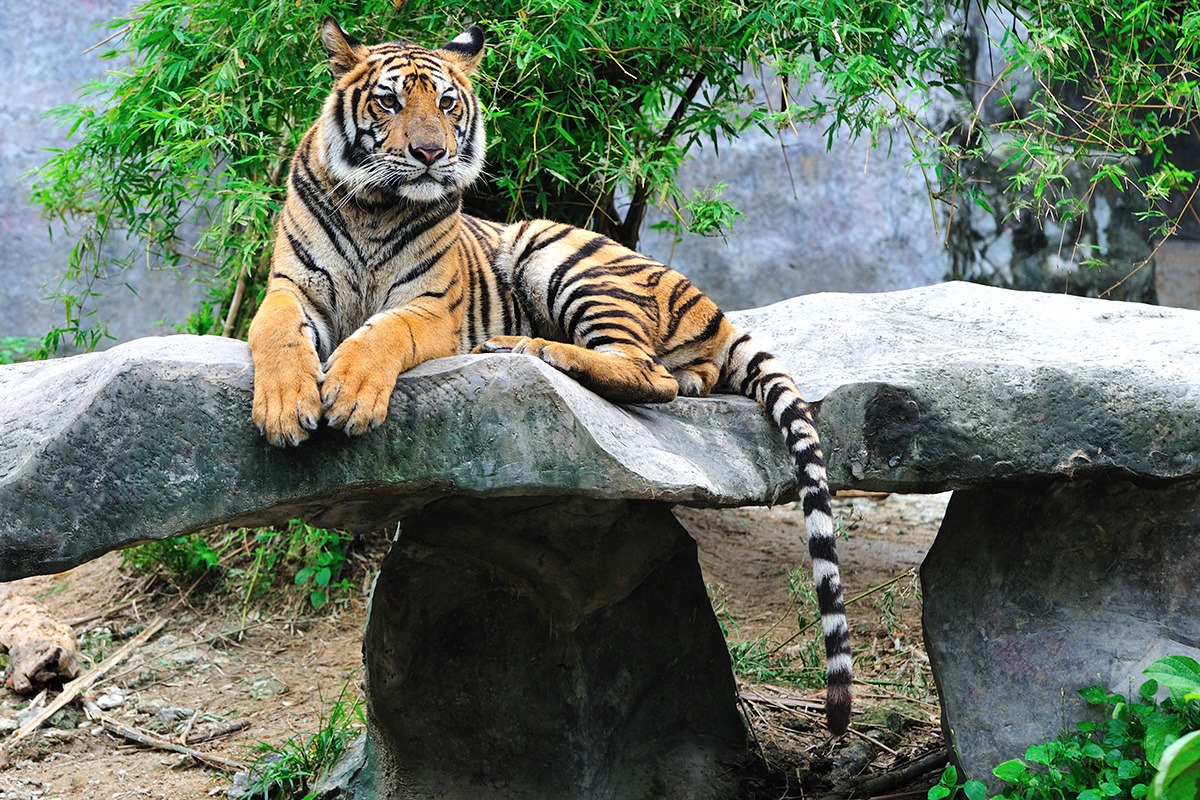 ทำอะไรดีในหาดใหญ่-ที่เที่ยว-สวนสัตว์สงขลา