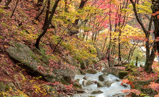 Pyeongchang-gun Itinerary | Mouth-Watering Attractions & Snowy Resorts