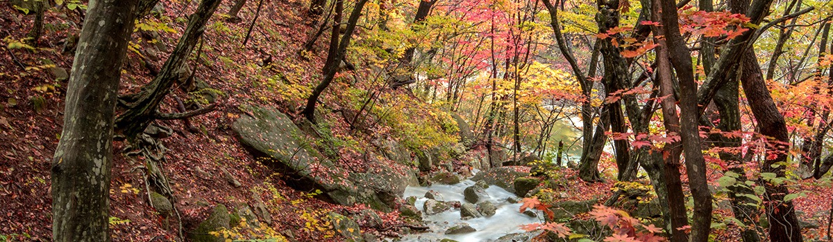 Pyeongchang-gun Itinerary | Mouth-Watering Attractions & Snowy Resorts
