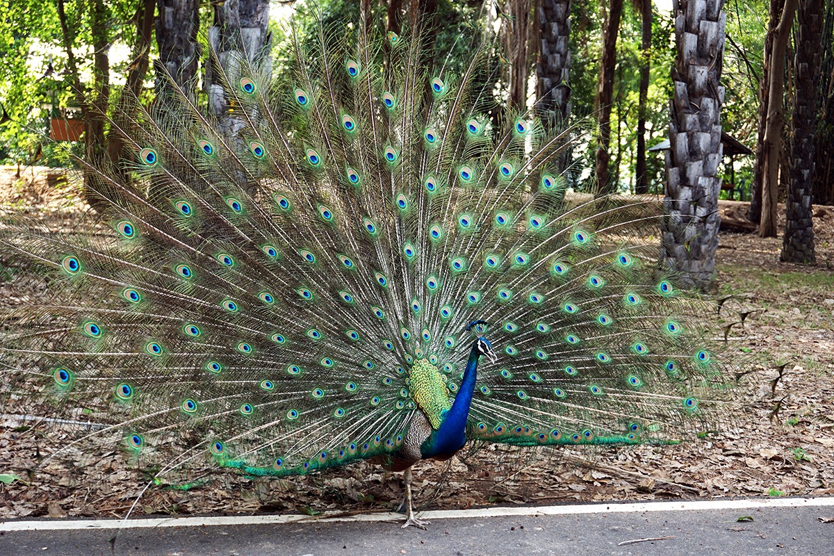 大安森林公園、台北、台湾 大安森林公園、台北、台湾