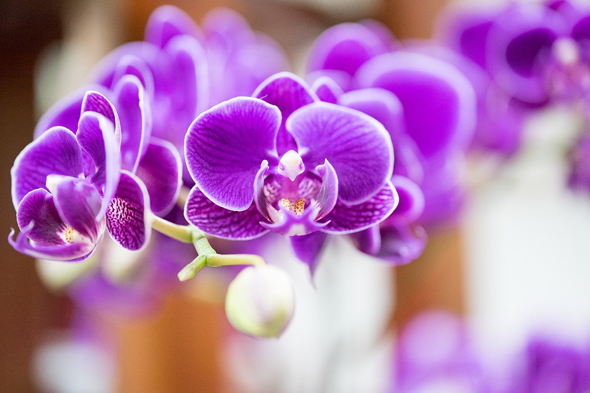 Nanmen Weekend Flower Market