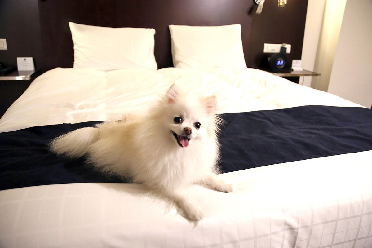 Where to stay in Daegu-hotels-accommodations-Novotel Ambassador Daegu