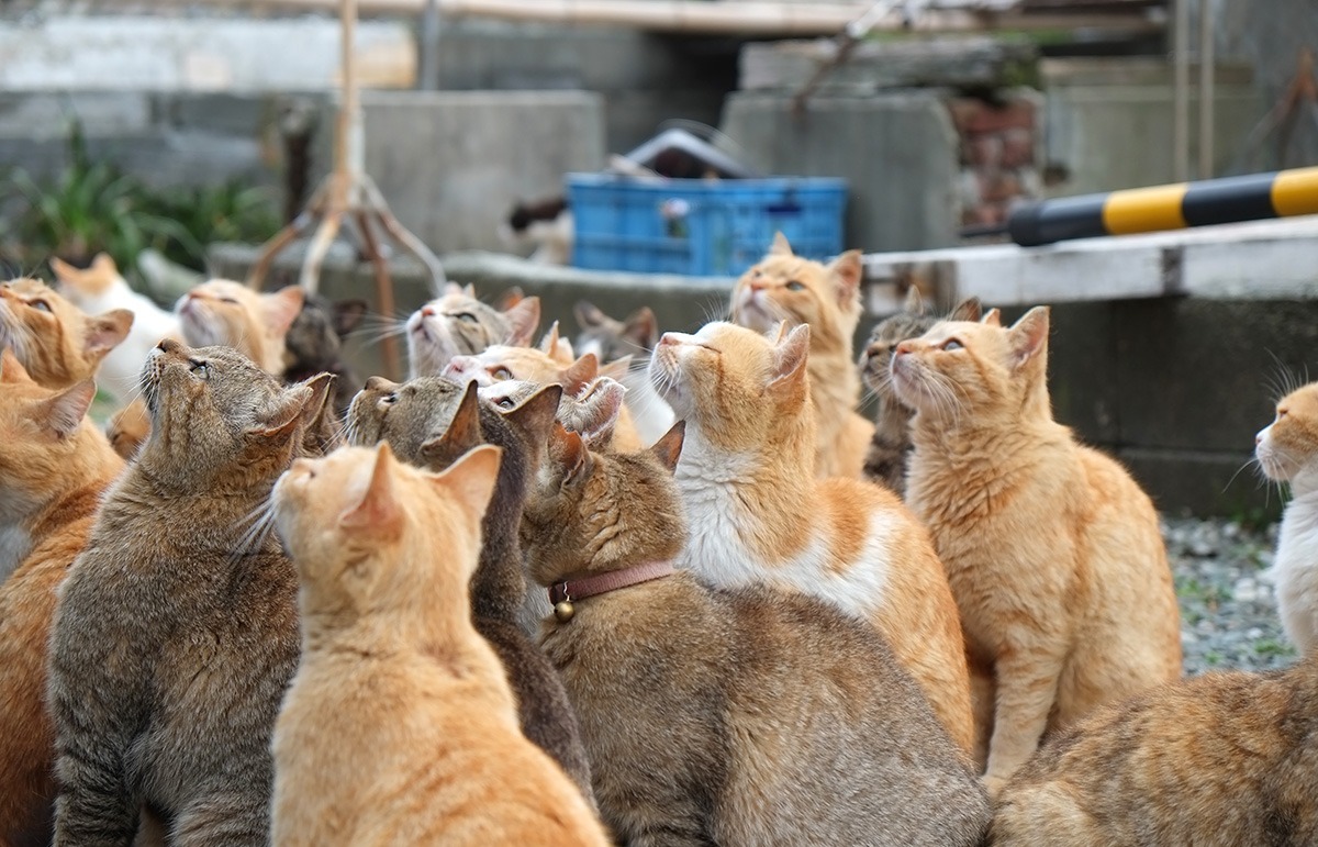 에히메 섬 투어-당일치기-일상탈출-아오시마-고양이 섬