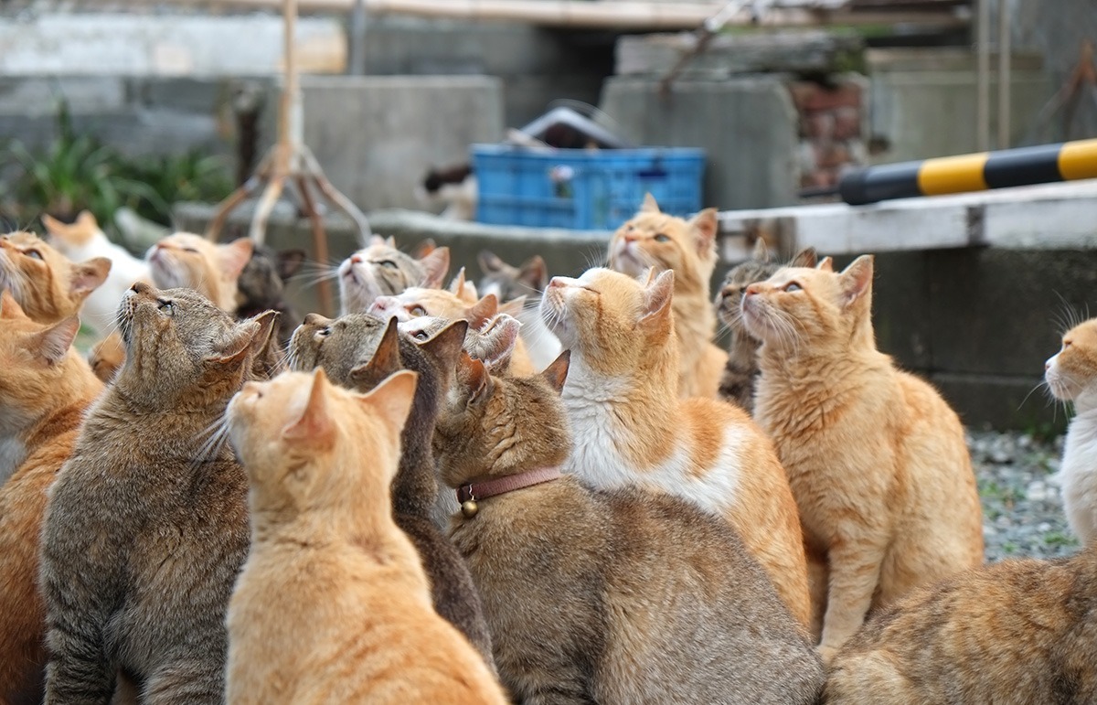Ehime island tours-Aoshima-Cat Island