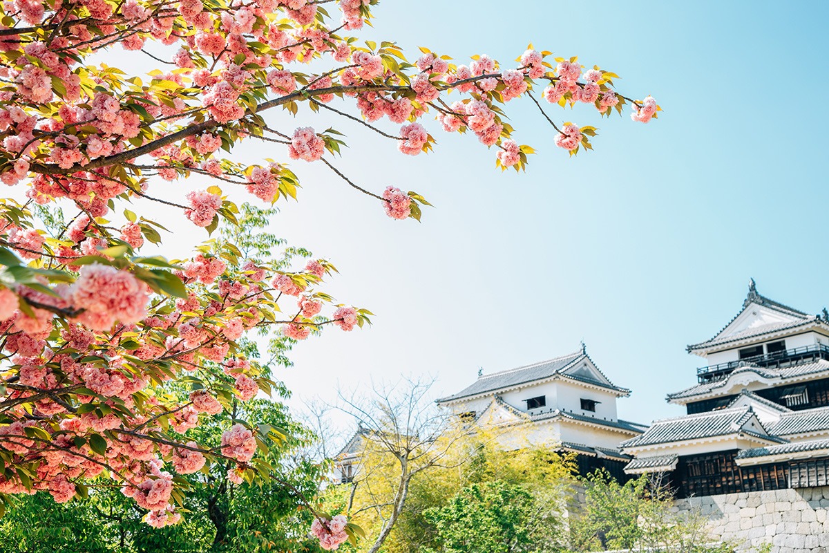에히메 여행-최적의 여행 시기-가이드-벚꽃놀이
