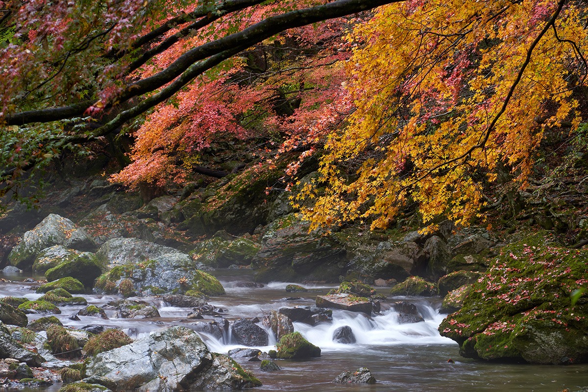 Ehime travel-best time to visit-guide-Colorful Foliage Viewing