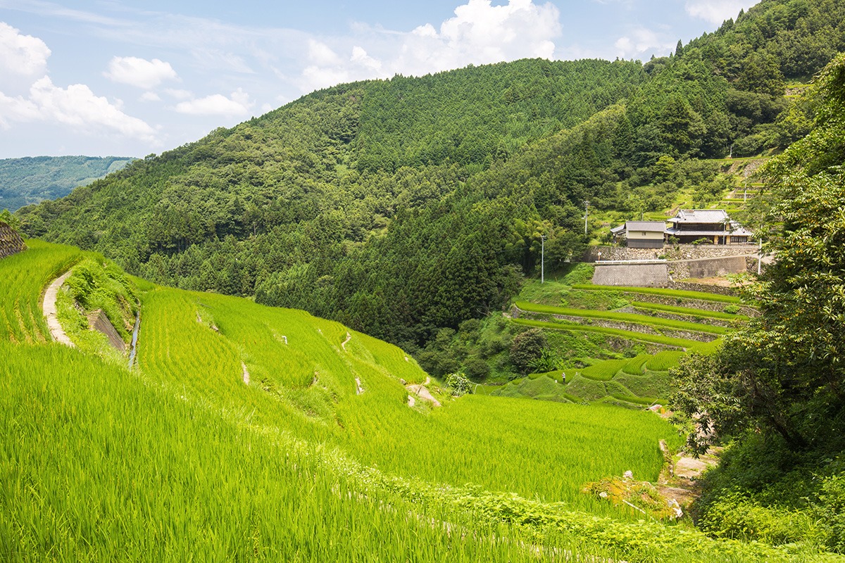 松山周边一日游行程-爱媛旅行攻略-泉谷梯田