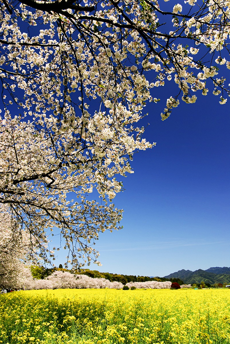  Saitobaru Burial Mounds 